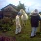 Feeding Horses 2