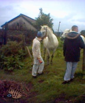 Feeding Horses 2