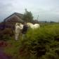 Feeding Horses