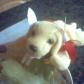 i think im a bunny