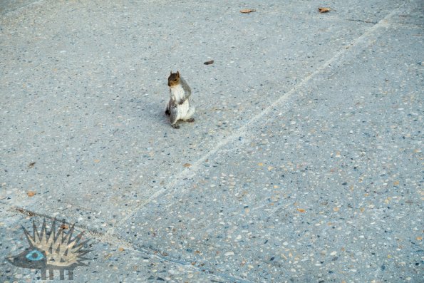 DSC00601