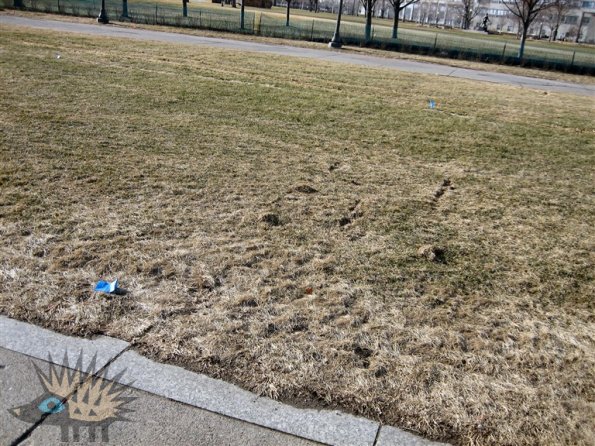 Crap Grass
