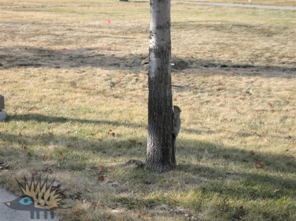 Squirrel Climb